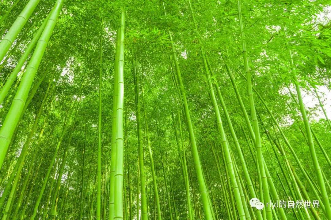 竹子